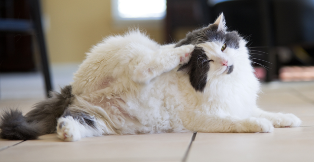 gato com coceira