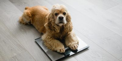 Castrar engorda? Efeito da castração na obesidade canina depende do porte e da raça, revela estudo
