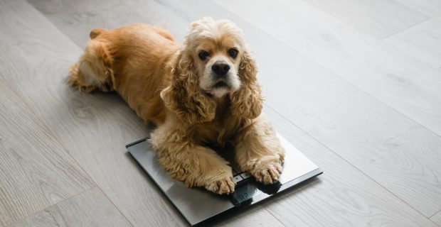 Castrar engorda? Efeito da castração na obesidade canina depende do porte e da raça, revela estudo