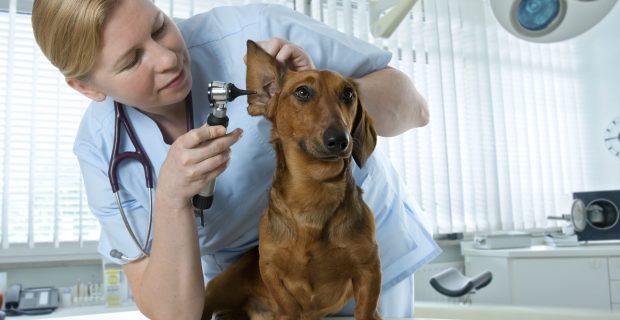 veterinarian doctor