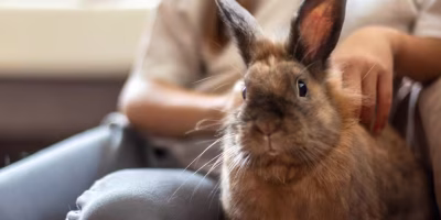 Empreendedora transforma amor por coelhos em negócio inovador