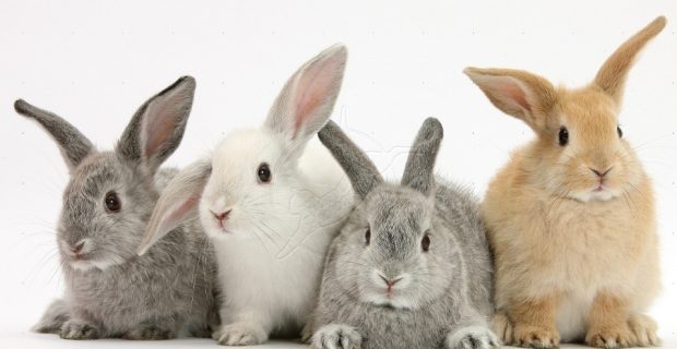 coelhos-1555333344