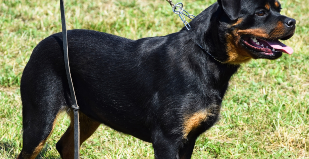 cão na coleira