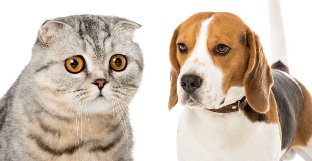collage of cat and dog isolated on white