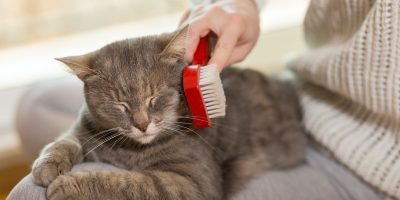 Combing a cat