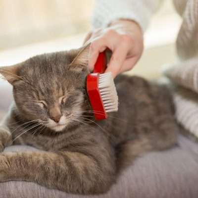 Combing a cat