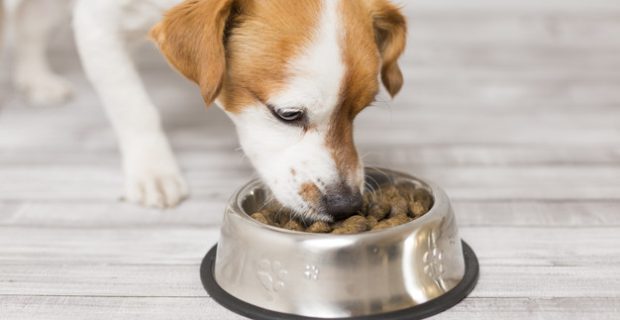 cute small dog sitting and eating his bowl of dog food. Pets indoors. Food Concept