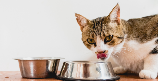 gato comendo