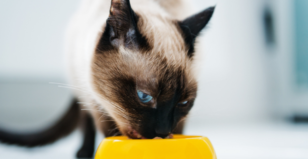 gato comendo