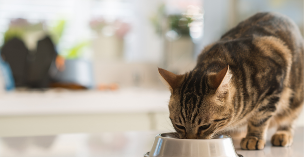 gato se alimentando