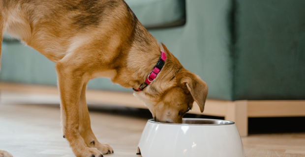 alimentação canina