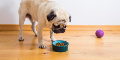 cão comendo