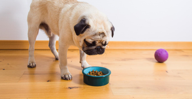 cão comendo