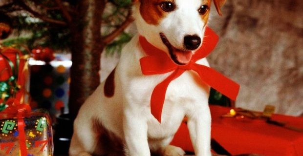 comernatal-1544704123