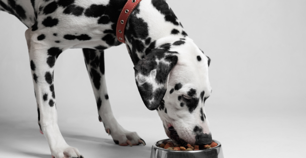 comida cachorro