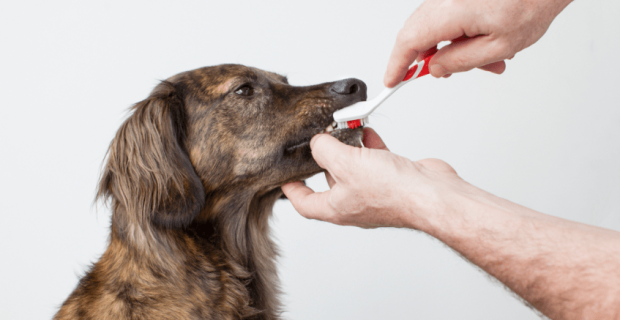 como-escovar-dente-de-cachorro-1576850447