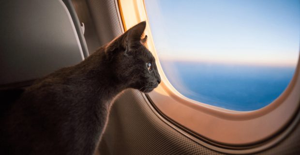 viagem com pet
