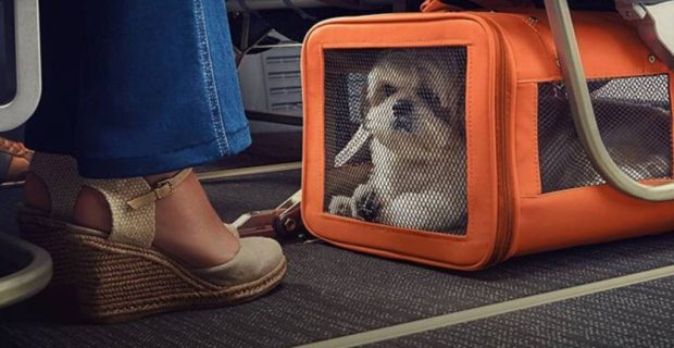 como-viajar-de-aviao-com-o-pet-descubra-regras-e-precos-1