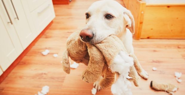 Naughty dog home alone - yellow labrador retriever destroyed the plush toy and made a mess in the apartment