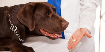 Omeprazol para pets: quando e como prescrever?