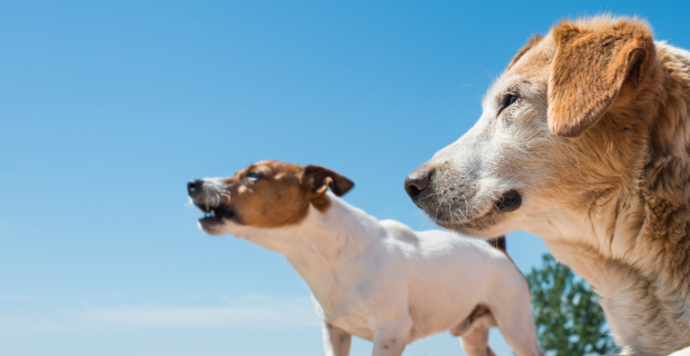 Profissional cita as características mais importantes na comunicação entre os animais