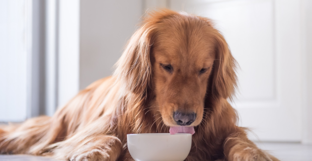 Pet Nutrition Congress