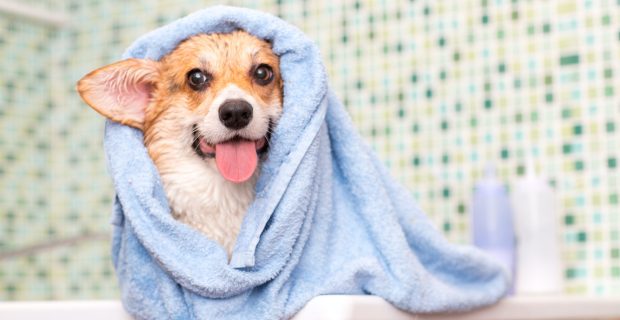 Corgi dog washes in the bathroom