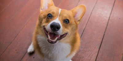 corgi