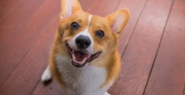 corgi