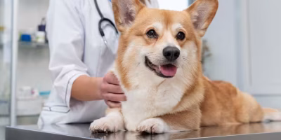 Alternativas não cirúrgicas de castração: quando e para quem são indicadas