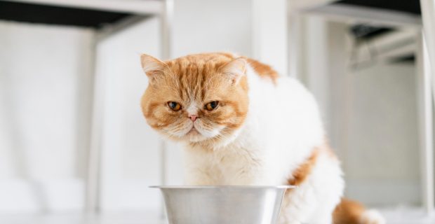 gato comendo