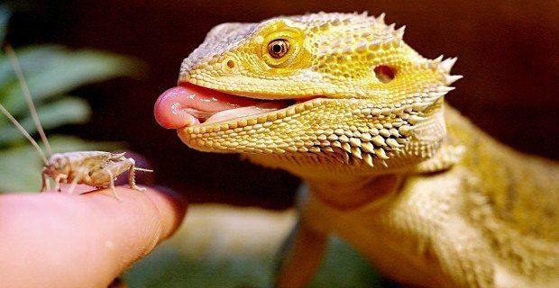 criacao-alimento-dragao-barbudo-00