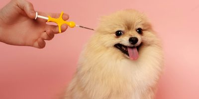 cropped view of man holding syringe for microchipping spitz dog on pink