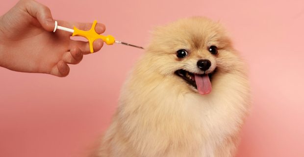 cropped view of man holding syringe for microchipping spitz dog on pink