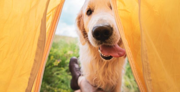 cropped view of traveler in tent with funny golden retriever dog