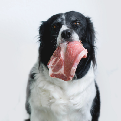 carne crua para pets