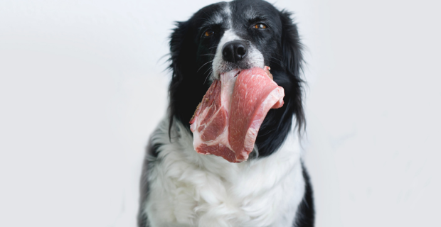 carne crua para pets