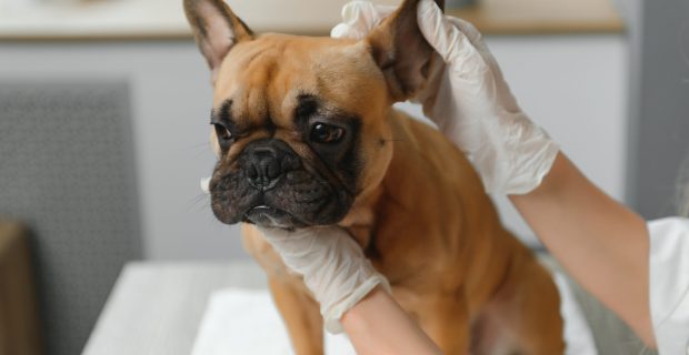 Você conhece os sinais de sarna nos cachorros?
