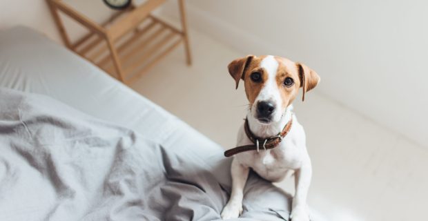 Curious dog on bed looking at camera