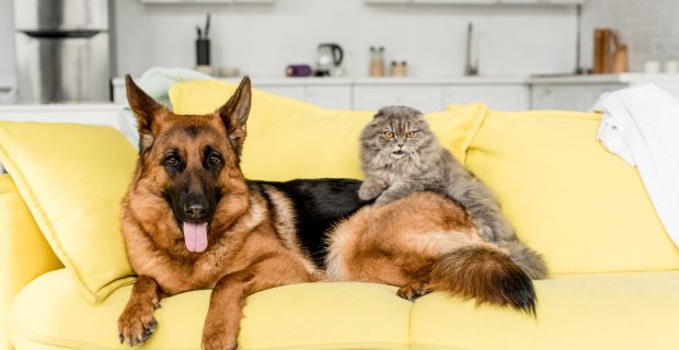 cute and grey cat and dog lying on yellow sofa in messy apartment