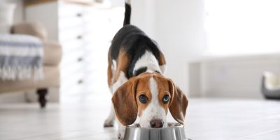 Bem-estar animal influencia mais do que sustentabilidade na escolha de pet food, aponta estudo