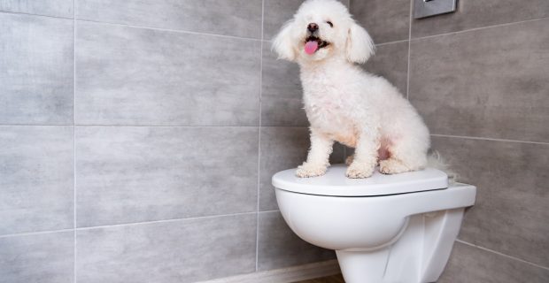 Cute bichon havanese dog sitting on closed toilet in bathroom