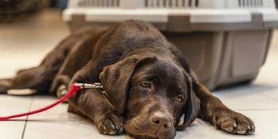 O impacto da dor na qualidade de vida de cães e gatos, como identificar, tratar e devolver bem-estar aos pets