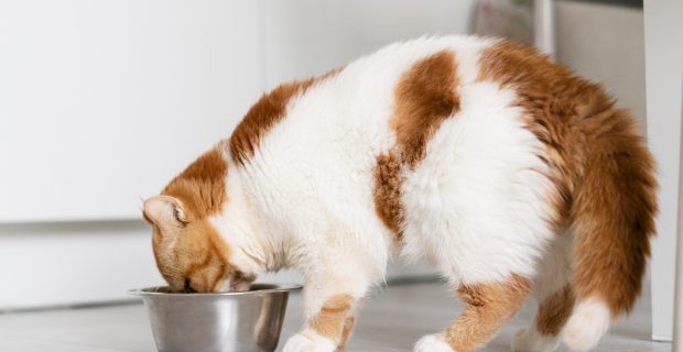 comida gatos