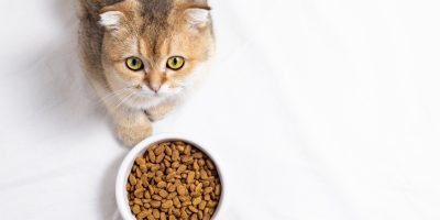 Cute cat lying near bowl with food at home. Cute kitten and bowl of cats food. Pets food