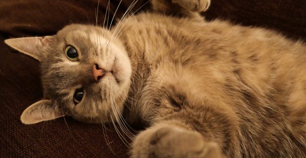 Cute cat