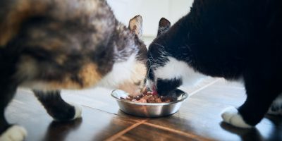 Cute cats eating from bowl