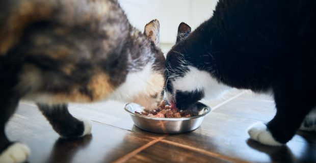 Cute cats eating from bowl