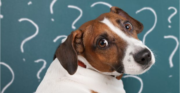 cute-confused-little-dog-with-question-marks