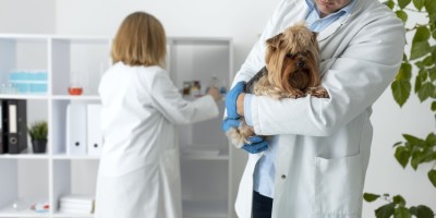 Autonomia, especialização e IA redesenham o consultório veterinário em 2026
